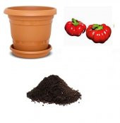 Nadir İthal Peynir Biberi Tohumu Ekim Seti - 1