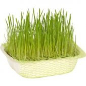 İthal Kedi Çimi Tohumu Ekim Seti - 3