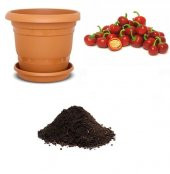 Nadir Acı Yakan Top Süs Biberi Tohumu Ekim Seti thumbnail 1