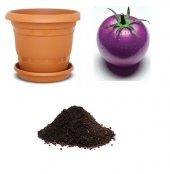 Nadir İthal Mor Domates Tohumu Ekim Seti thumbnail 1