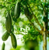 Nadir İthal Parmak Limon Tohumu Ekim Seti - 4