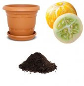 Nadir İthal Limon Salatalık Tohumu Ekim Seti - 1