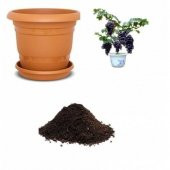 Siyah Üzüm Bonzai Ağacı Tohumu Ekim Seti - 1