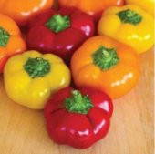 Nadir İthal Peynir Biberi Tohumu Ekim Seti - 4