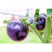 Nadir İthal Mor Domates Tohumu Ekim Seti thumbnail 3