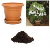 İthal Beyaz Angel Trumpet Tohumu Ekim Seti thumbnail 1