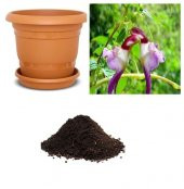 Çok Nadir Yeni Zellanda Kuş Orkide Çiçeği Tohumu Ekim Seti - 1