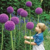 Dev Allium Tohumu Ekim Seti - 2