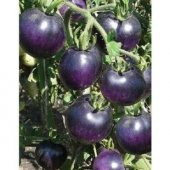Nadir İthal Mor Domates Tohumu Ekim Seti thumbnail 4