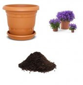 Mor Kadeh Çiçeği Tohumu Ekim Seti thumbnail 1