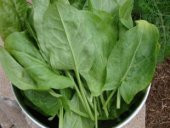 Ekşi Otu Tohumu Ekim Seti thumbnail 4