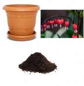 İthal Kırmızı Dicentra Çiçeği Tohumu Ekim Seti - 1