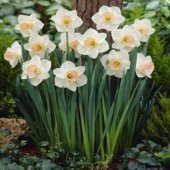 Nergiz Tohumu Ekim Seti - 5