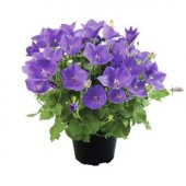 Mor Campanula Çiçeği Tohumu Ekim Seti - 2