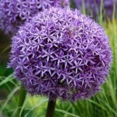 Dev Allium Tohumu Ekim Seti - 3