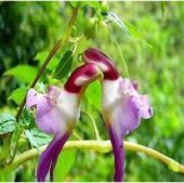 Çok Nadir Yeni Zellanda Kuş Orkide Çiçeği Tohumu Ekim Seti - 2