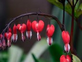 İthal Kırmızı Dicentra Çiçeği Tohumu Ekim Seti - 2