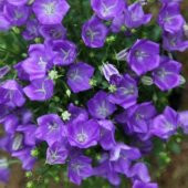 Mor Campanula Çiçeği Tohumu Ekim Seti - 3