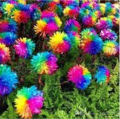 Çok Nadir Himalaya Orkide Çiçeği Tohumu Ekim Seti - 4