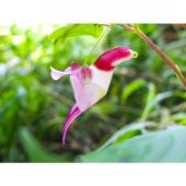 Çok Nadir Yeni Zellanda Kuş Orkide Çiçeği Tohumu Ekim Seti - 4