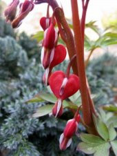 İthal Kırmızı Dicentra Çiçeği Tohumu Ekim Seti - 4