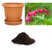 İthal Pembe Dicentra Çiçeği Tohumu Ekim Seti - 1
