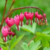 İthal Pembe Dicentra Çiçeği Tohumu Ekim Seti - 2