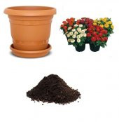 Karışık Zinna Çiçeği Tohumu Ekim Seti Tohum - 1