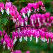 İthal Pembe Dicentra Çiçeği Tohumu Ekim Seti - 3