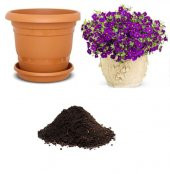 Karışık Alisyum Çiçeği Tohumu Ekim Seti - 1