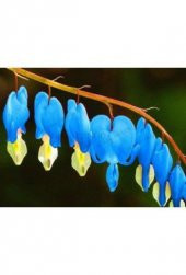 İthal Mavi Dicentra Çiçeği Tohumu Ekim Seti - 4