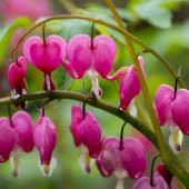 İthal Pembe Dicentra Çiçeği Tohumu Ekim Seti - 5