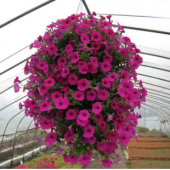 Karışık Alisso Çiçeği Tohumu Ekim Seti - 4