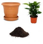 İthal Nadir Kahve Ağacı Tohumu Ekim Seti - 1