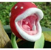 İthal Etçil Bitki Çiçeği Tohumu Ekim Seti thumbnail 2