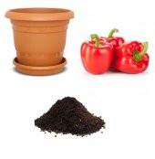 Nadir Acı Kırmızı Dolmalık Biber Tohumu Ekim Seti - 1