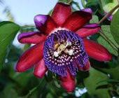 İthal Passiflora Quadrangularis Tohumu Ekim Seti - 3