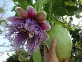 İthal Passiflora Quadrangularis Tohumu Ekim Seti - 4