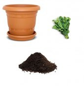 Geleneksel Geniş Yaprak Tere Tohumu Ekim Seti - 1