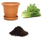 Meşhur Hindi bağ Tohumu Ekim Seti thumbnail 1