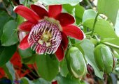 İthal Passiflora Quadrangularis Tohumu Ekim Seti - 6