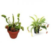 Venüs Fly Trap ve Nepentes Tohumu Ekim Seti thumbnail 2