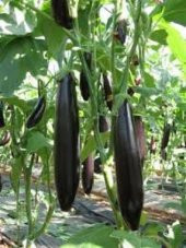 Nadir Diyarbakır Kemer Patlıcan Tohumu Ekim Seti - 3