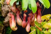 İthal Nepenthes Tohumu Ekim Seti - 4