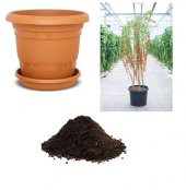 İthal Goji Berry Tohumu Ekim Seti - 1