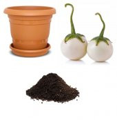 Nadir İthal Beyaz Patlıcan Tohumu Ekim Seti 5 - 1