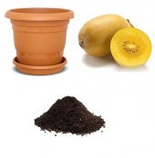 İthal Nadir Tropikal Sarı Kivi Tohumu Ekim Seti - 1