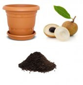 İthal Nadir Tropikal Ejderha Gözü Meyvesi Tohumu Ekim Seti - 1