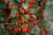 İthal GojiBerry Tohumu Ekim Seti - 3