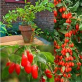 İthal GojiBerry Tohumu Ekim Seti - 4